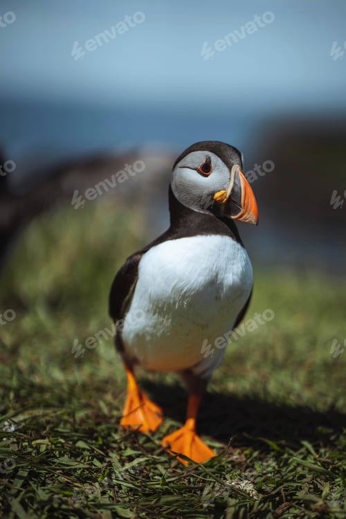 Preview: Atlantic Puffin close up