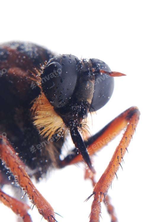 Preview: robber fly isolated