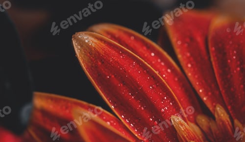 Preview: Red gerbera flower with drops on the petals. Taken with macro lens stacked. Selective focus.Blurring