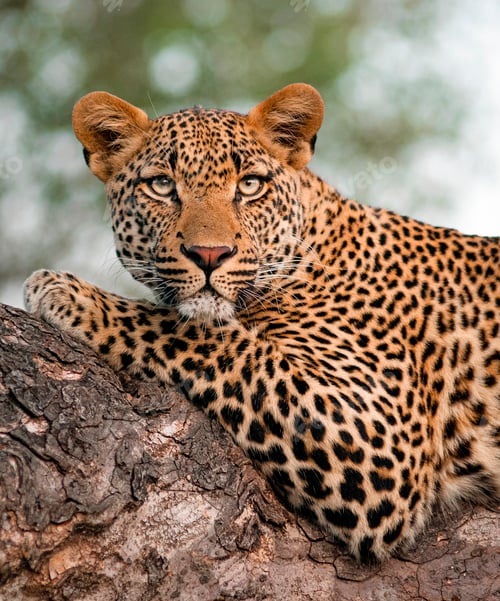 Preview: A leopard's upper body, Panthera pardus, lying on tree branch, alert, green yellow eyes