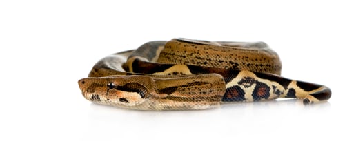Preview: Boa constrictor