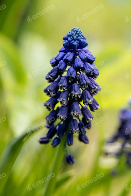 Preview: Grape hyacinth Muscari close-up purple blossom