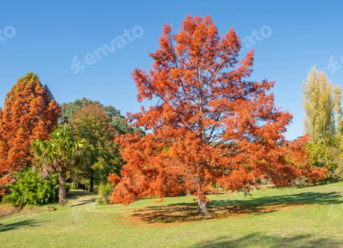 Preview: Golden Valley Tree Park