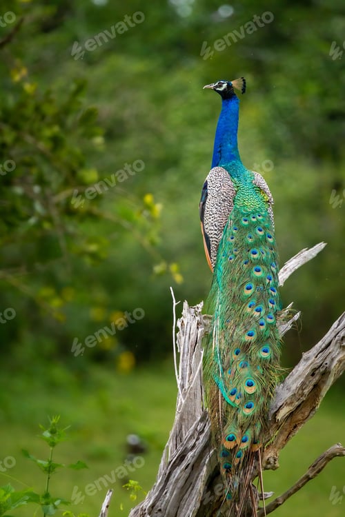 Preview: Closeup of an Indian peafowl in Yala National Park