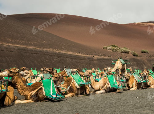 Preview: Caravan of camels in the desert on Lanzarote