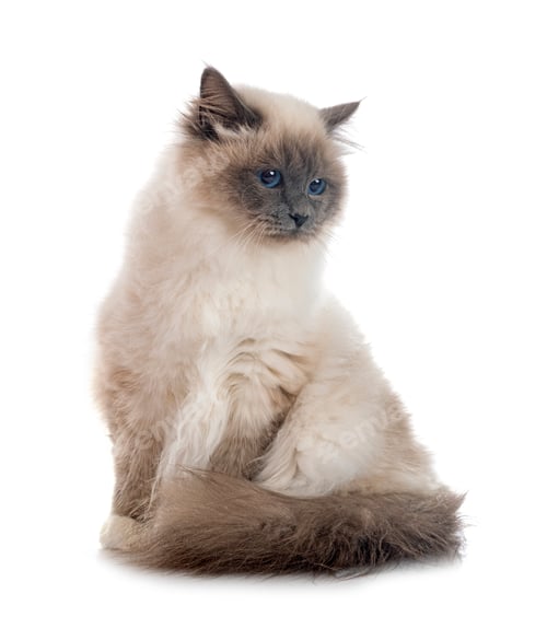 Preview: birman cat in studio