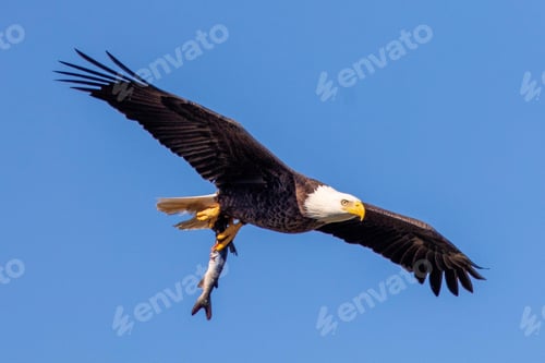 Preview: eagle, bald, us