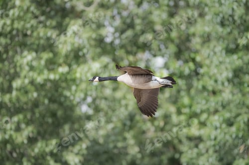 Preview: Goose in flight