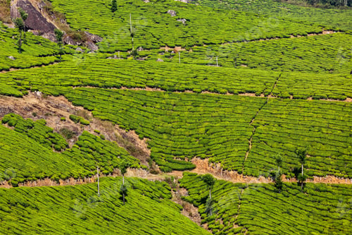 Preview: Green tea plantations in Munnar, Kerala, India