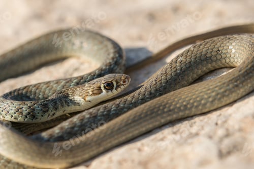 Preview: A juvenile Western whip snake (Coluber viridiflavus carbonarius) basking in the island of Malta.