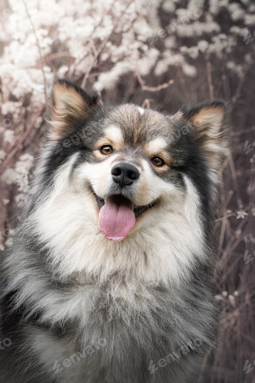 Preview: Portrait of a young Finnish Lapphund dog sitting outdoors in front of spring flowers