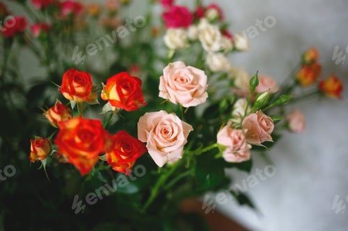 Preview: multicolored small spray roses on dark background