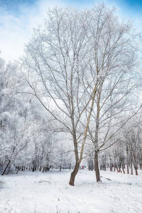 Preview: Majestic landscape with snow-covered trees in the city park.