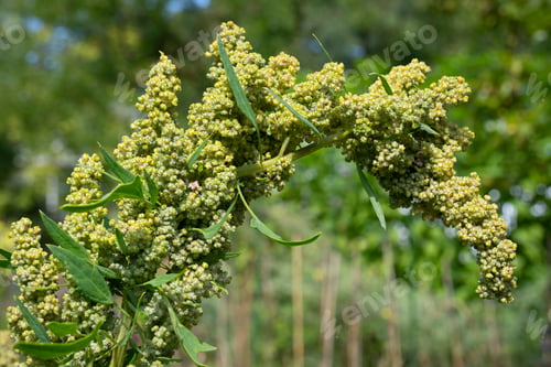 Preview: Quinoa plant close up