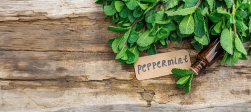 Preview: Peppermint extract essential oil and supplements. Selective focus.