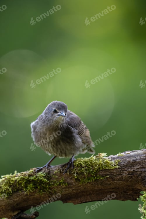 Preview: Closeup of a Daurian redstart perched on a tree branch with moss against a green background