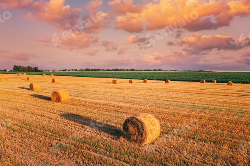 Preview: Elevated View Of summer Hay Rolls Straw Field Landscape. Haystacks, Hay Rolls. Harvest Season