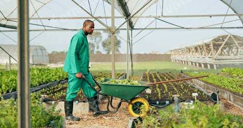 Preview: Greenhouse, agriculture and farmer with wheelbarrow, plants and growth with quality in food product