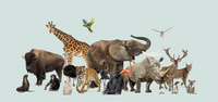 Preview: Large group of wild animals posing together including mammals, birds and reptiles