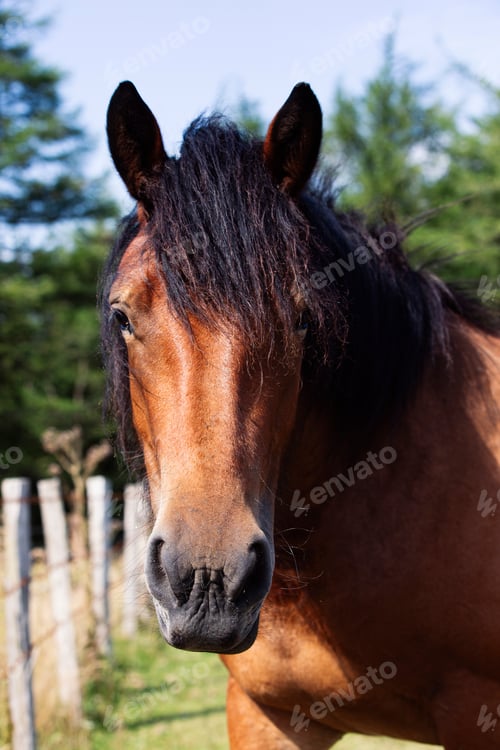 Preview: HORSE IN THE FIELD LOOKING AT THE CAMERA