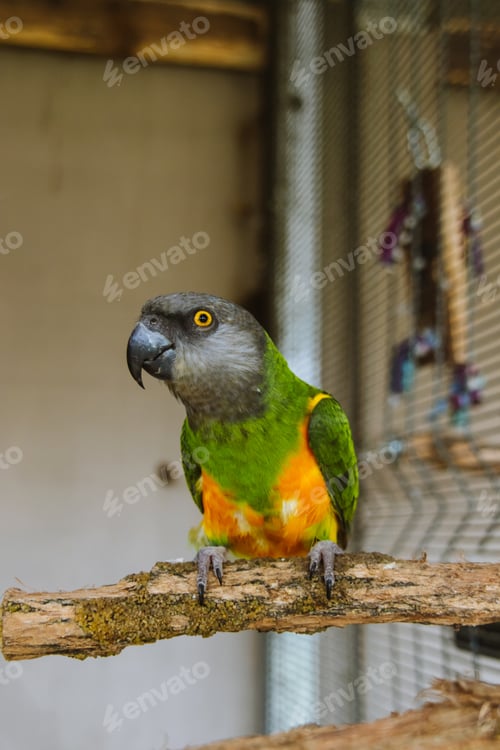 Preview: Parrot