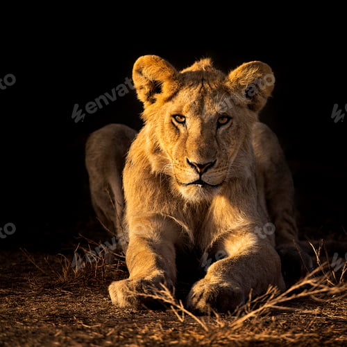 Preview: A Beautiful and Breathtaking wildlife in the World