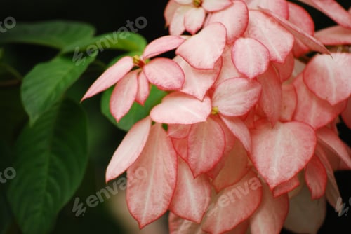 Preview: Shot Of Colorful Flowers