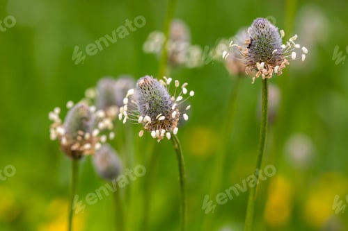 Preview: Wild plant in nature. Scientific name: Plantago lagopus