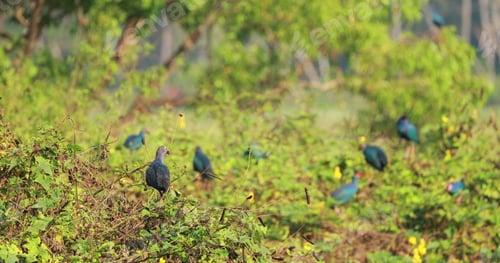 Preview: Goa, India. Grey-headed Swamphen Birds In Morning Sitting On Bush Branches Near Swamp. Porphyrio