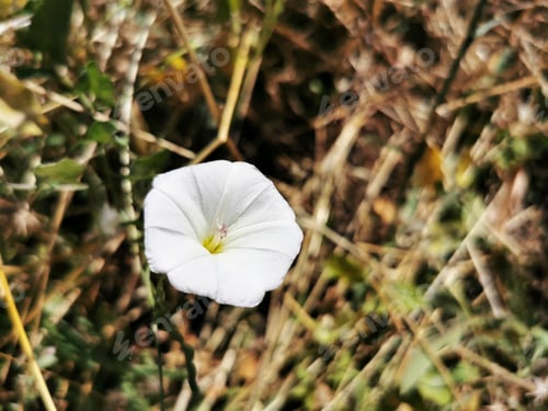 Preview: Closeup shot of a bindweed flower in the field