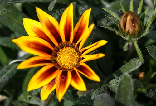 Preview: Garden flower in full bloom