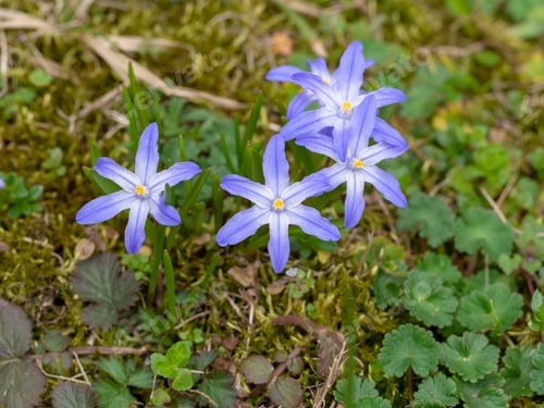 Preview: Blue flowers on the green ground when spring coming