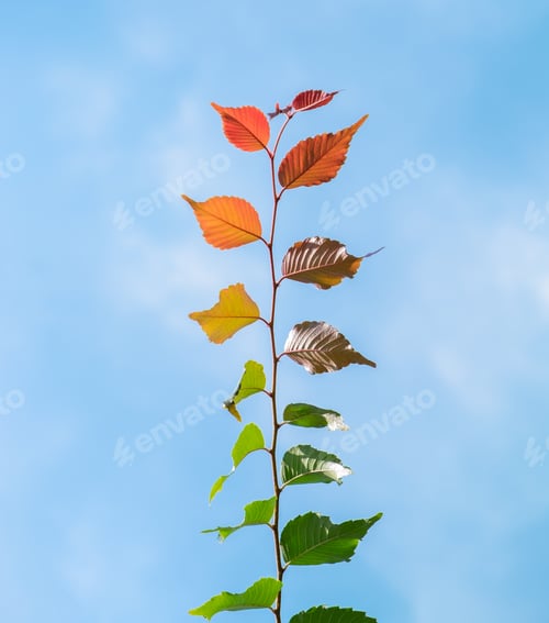 Preview: Multi colored leaves phenomenon green brown yellow orange to red