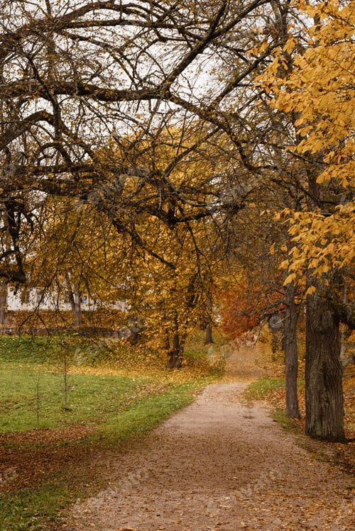 Preview: Autumn park pathway with yellow trees, fallen leaves and grass under cloudy sky