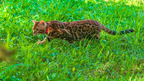 Preview: Beautiful young bengal cat in the garden