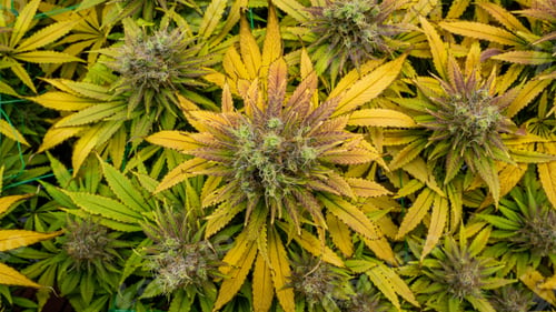 Preview: Flowers from an indoor cannabis grow