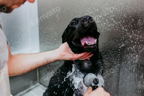 Preview: young man washing and cleaning a black labrador in grooming salon