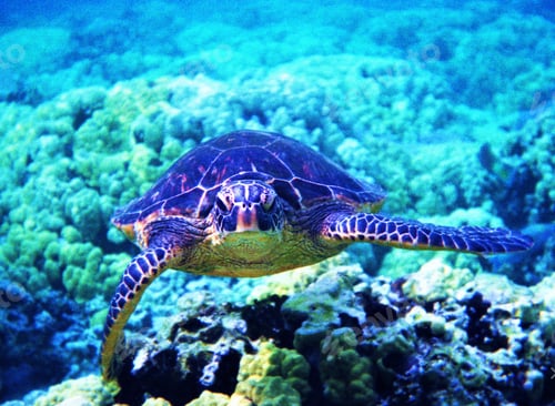 Preview: A Sea turtle swims underwater