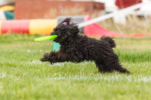 Preview: Dog catching flying disk in jump, pet playing outdoors in a park. sporting event, achievement in spo