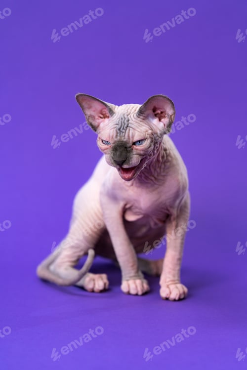 Preview: Kitten Sphynx in color of blue mink and white, sitting on purple background, looking down menacingly
