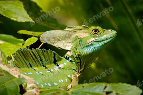Preview: Closeup shot of a plumed basilisk, Basiliscus plumifrons.