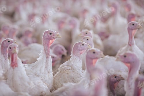 Preview: turkey farm. turkey close-up. turkey rearing concept