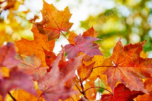 Preview: Colorful autumn leaves background