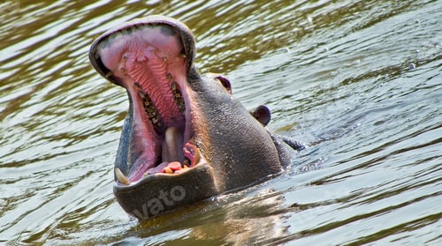Preview: Hippo, Hippopotamus, Kruger National Park, South Africa