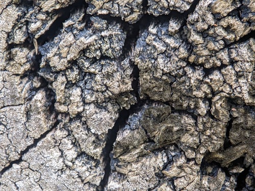 Preview: Closeup of the surface of a log that has rotted and cracked
