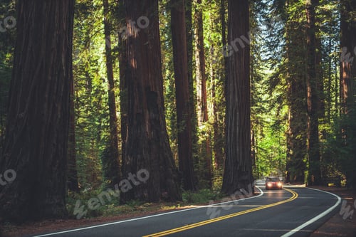 Preview: Northern California Redwood Highway