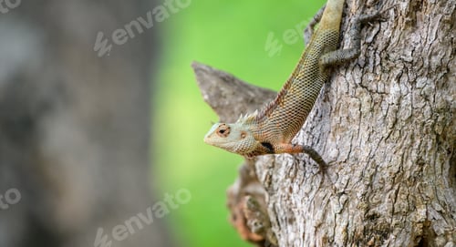Preview: Common Garden Lizard clings to the bark of a tree in Yala National Park, Sri Lanka