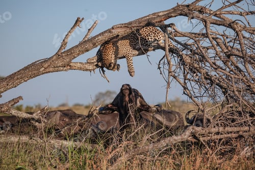 Preview: A leopard, Panthera pardus, lies in a dead tree reaching down to touch a buffalo, Syncerus caffer