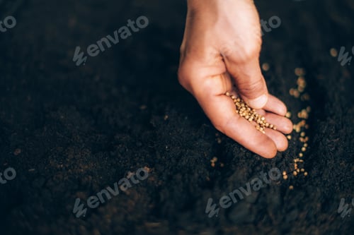 Preview: Hand growing seeds on sowing soil. Background with copy space. Agriculture, organic gardening