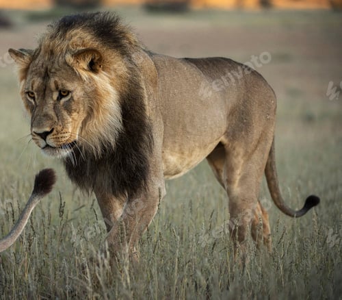Preview: A Best wildlife vacations in Pictures